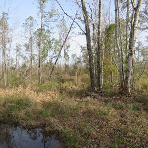 Photo of UNDER CONTRACT!  20 Acres of Hunting and Timber Land for Sale in Columbus County NC!