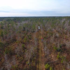 Photo of UNDER CONTRACT!  20 Acres of Hunting and Timber Land for Sale in Columbus County NC!