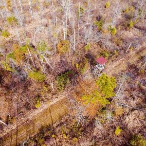 Photo of UNDER CONTRACT!  20 Acres of Hunting and Timber Land for Sale in Columbus County NC!