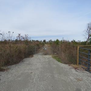 Photo of UNDER CONTRACT!  20 Acres of Hunting and Timber Land for Sale in Columbus County NC!