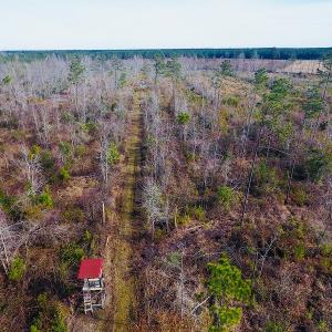 Photo of UNDER CONTRACT!  20 Acres of Hunting and Timber Land for Sale in Columbus County NC!