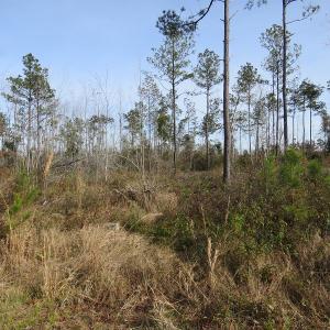 Photo of UNDER CONTRACT!  20 Acres of Hunting and Timber Land for Sale in Columbus County NC!