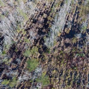 Photo of UNDER CONTRACT!  20 Acres of Hunting and Timber Land for Sale in Columbus County NC!