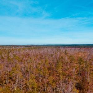 Photo of UNDER CONTRACT!  20 Acres of Hunting and Timber Land for Sale in Columbus County NC!