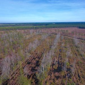 Photo of UNDER CONTRACT!  20 Acres of Hunting and Timber Land for Sale in Columbus County NC!