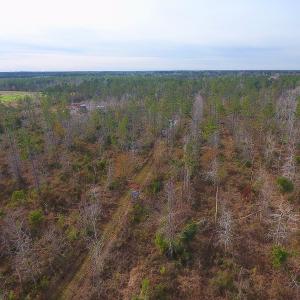 Photo of UNDER CONTRACT!  20 Acres of Hunting and Timber Land for Sale in Columbus County NC!
