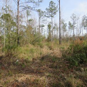 Photo of UNDER CONTRACT!  20 Acres of Hunting and Timber Land for Sale in Columbus County NC!