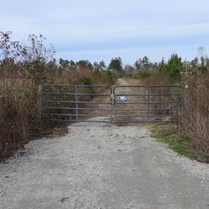 Photo of UNDER CONTRACT!  20 Acres of Hunting and Timber Land for Sale in Columbus County NC!