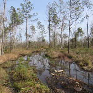 Photo of UNDER CONTRACT!  20 Acres of Hunting and Timber Land for Sale in Columbus County NC!