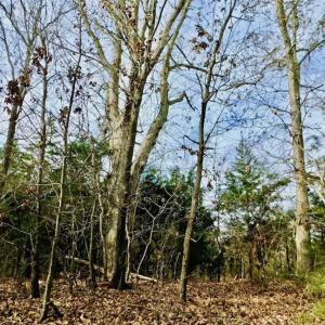 Photo of SOLD!  54 Acres of Hunting and Timber Land For Sale in Person County NC!