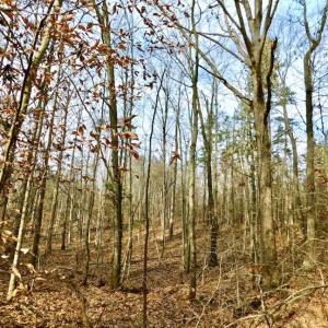 Photo of SOLD!  54 Acres of Hunting and Timber Land For Sale in Person County NC!
