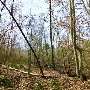 Photo of SOLD!  54 Acres of Hunting and Timber Land For Sale in Person County NC!
