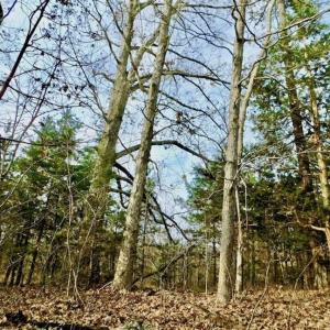 Photo of SOLD!  54 Acres of Hunting and Timber Land For Sale in Person County NC!