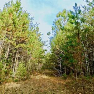 Photo of SOLD!  54 Acres of Hunting and Timber Land For Sale in Person County NC!