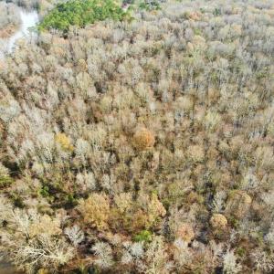 Photo of SOLD!  9.9 Acres of River Front Hunting Land For Sale in Wayne County NC!