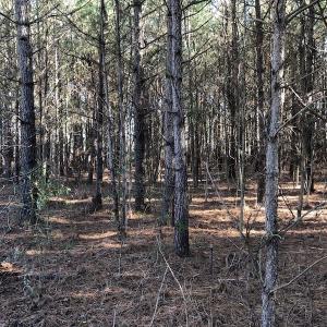 Photo of UNDER CONTRACT!  17.94 Acres of Residential and Hunting Land For Sale in Craven County NC!