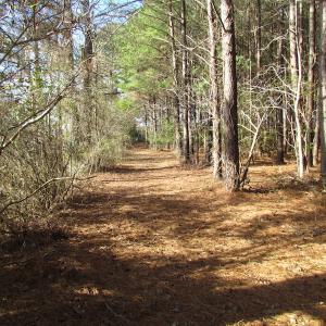 Photo of SOLD!  7.6  Acres of Residential Timber Land for Sale in VA Beach!