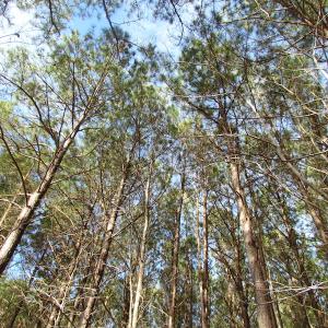 Photo of SOLD!  7.6  Acres of Residential Timber Land for Sale in VA Beach!