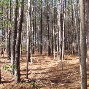 Photo of SOLD!  7.6  Acres of Residential Timber Land for Sale in VA Beach!
