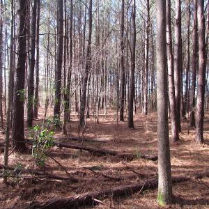 Photo of SOLD!  7.6  Acres of Residential Timber Land for Sale in VA Beach!