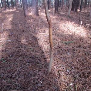 Photo of SOLD!  7.6  Acres of Residential Timber Land for Sale in VA Beach!