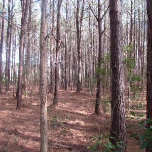 Photo of SOLD!  7.6  Acres of Residential Timber Land for Sale in VA Beach!