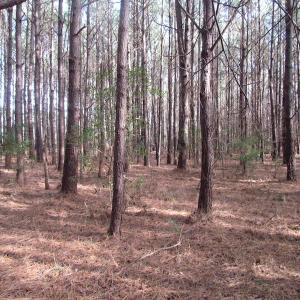 Photo of SOLD!  7.6  Acres of Residential Timber Land for Sale in VA Beach!