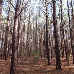 Photo of SOLD!  7.6  Acres of Residential Timber Land for Sale in VA Beach!