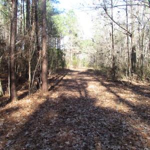 Photo of SOLD!  7.6  Acres of Residential Timber Land for Sale in VA Beach!