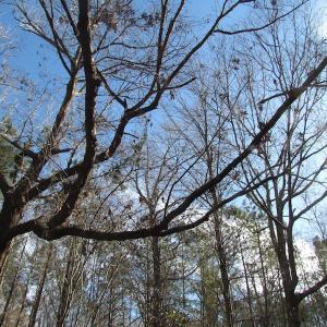 Photo of SOLD!  7.6  Acres of Residential Timber Land for Sale in VA Beach!