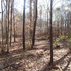 Photo of SOLD!  7.6  Acres of Residential Timber Land for Sale in VA Beach!