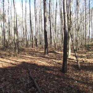 Photo of SOLD!  7.6  Acres of Residential Timber Land for Sale in VA Beach!