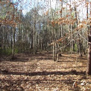 Photo of SOLD!  7.6  Acres of Residential Timber Land for Sale in VA Beach!
