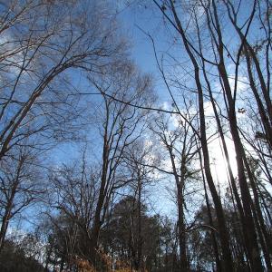 Photo of SOLD!  7.6  Acres of Residential Timber Land for Sale in VA Beach!