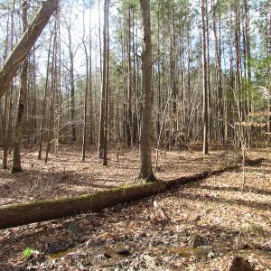 Photo of SOLD!  7.6  Acres of Residential Timber Land for Sale in VA Beach!