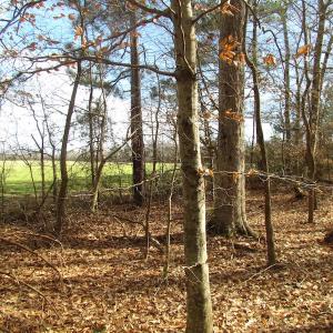 Photo of SOLD!  7.6  Acres of Residential Timber Land for Sale in VA Beach!