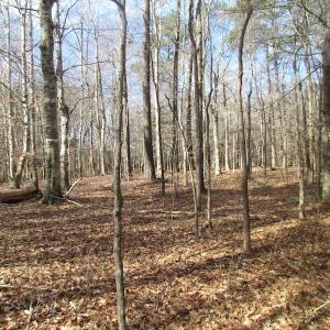 Photo of SOLD!  7.6  Acres of Residential Timber Land for Sale in VA Beach!