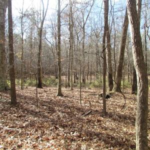 Photo of SOLD!  7.6  Acres of Residential Timber Land for Sale in VA Beach!