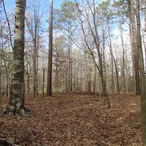 Photo of SOLD!  7.6  Acres of Residential Timber Land for Sale in VA Beach!