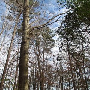 Photo of SOLD!  7.6  Acres of Residential Timber Land for Sale in VA Beach!
