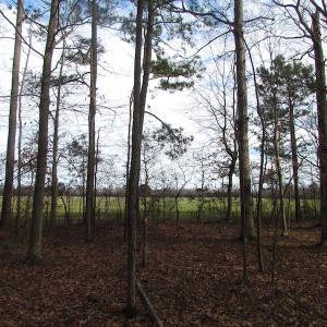 Photo of SOLD!  7.6  Acres of Residential Timber Land for Sale in VA Beach!