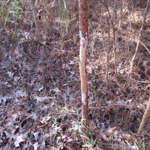 Photo of SOLD!  7.6  Acres of Residential Timber Land for Sale in VA Beach!