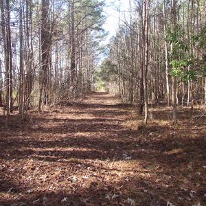 Photo of SOLD!  7.6  Acres of Residential Timber Land for Sale in VA Beach!