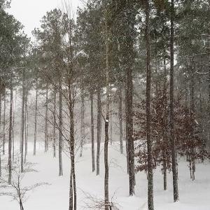 Photo of 20 Acres of Residential Land with Home For Sale in Nottoway County VA!