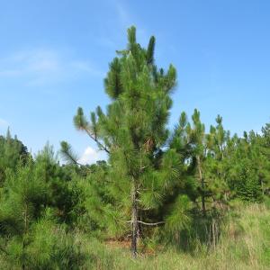 Photo of UNDER CONTRACT!  25 Acres of Timber Land For Sale in Hoke County NC!