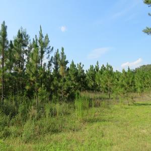 Photo of UNDER CONTRACT!  25 Acres of Timber Land For Sale in Hoke County NC!