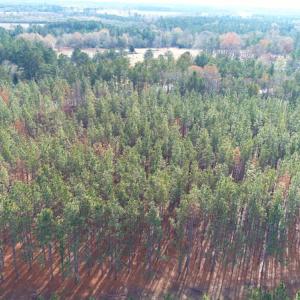 Photo of UNDER CONTRACT!  25 Acres of Timber Land For Sale in Hoke County NC!