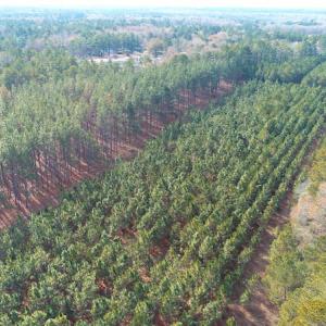 Photo of UNDER CONTRACT!  25 Acres of Timber Land For Sale in Hoke County NC!