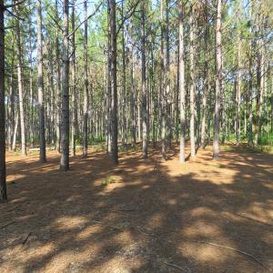 Photo of UNDER CONTRACT!  25 Acres of Timber Land For Sale in Hoke County NC!
