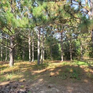 Photo of UNDER CONTRACT!  25 Acres of Timber Land For Sale in Hoke County NC!